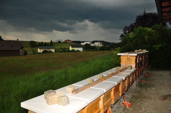 Schlechte Honigernte