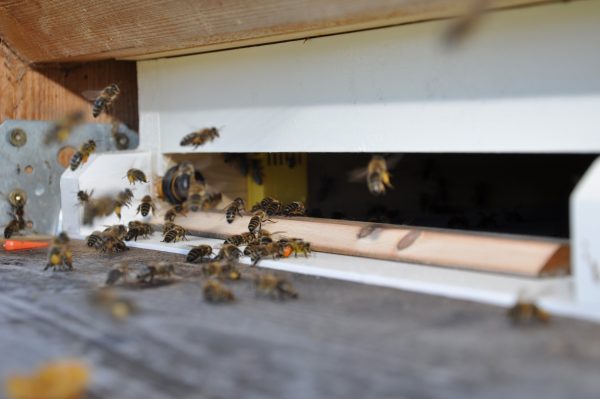 Analysesystem Bienenstock