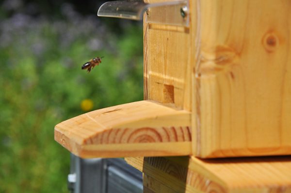 Bienen im Schaukasten
