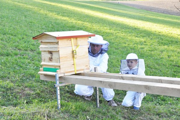 Erstes Bienenvolk
