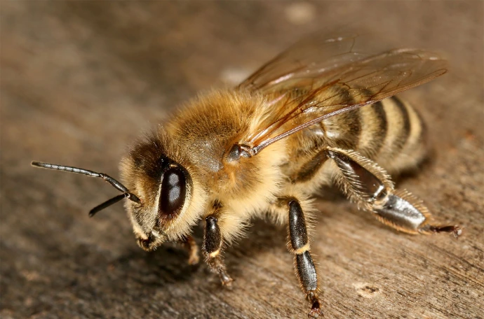 Apis mellifera carnica | Foto: Wikipedia