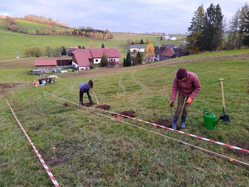 Baumhecke